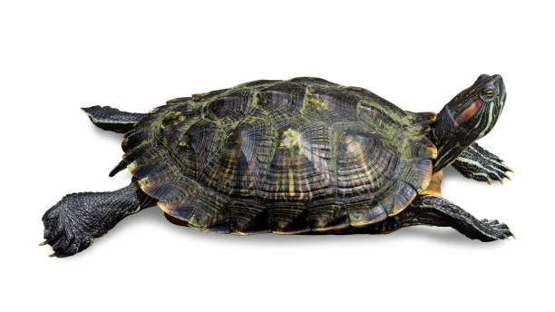 istock Turtle isolated on white background. Reptile species or tortoise. ( Clipping path ) 1028850174