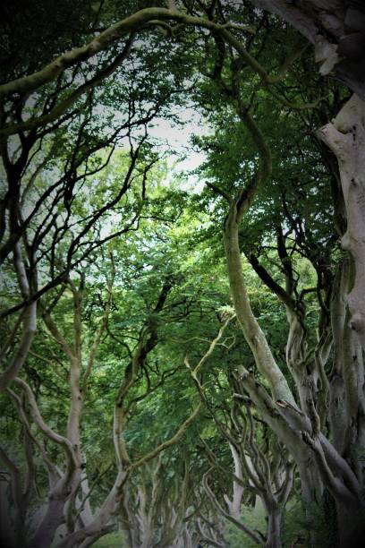 istock Dark Hedges Northern Ireland 1028850662