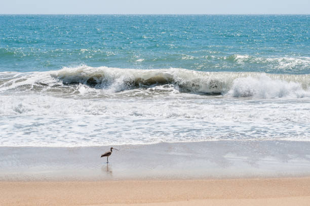 istock Whimbrel (Numenius phaeopus) on California beach 1028853240