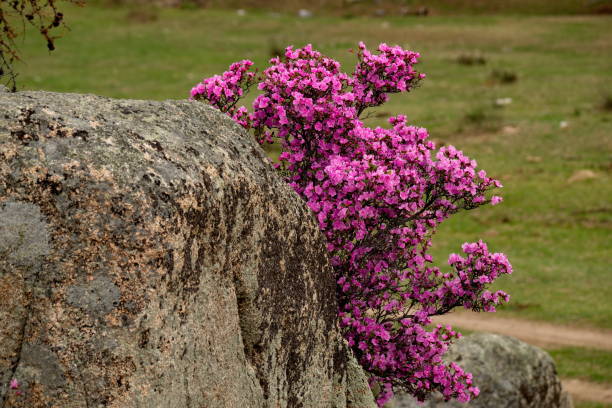 spring flowers of the altai mountains. rhododendron - f04 imagens e fotografias de stock