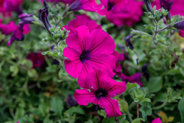 istock beautiful white and pink petunia flowers 1028857762