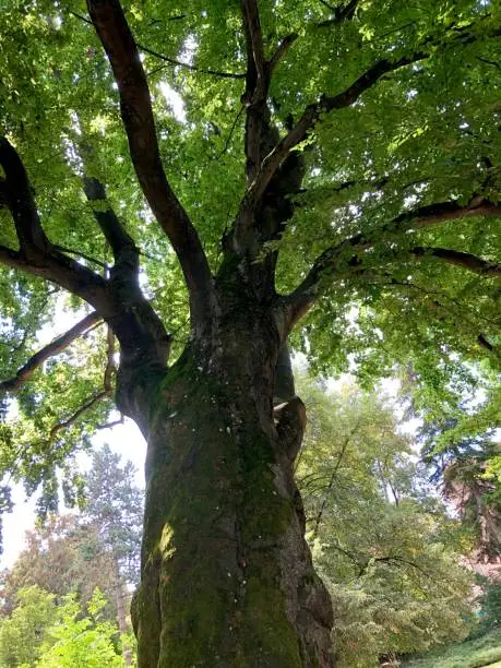 250 years old beech tree