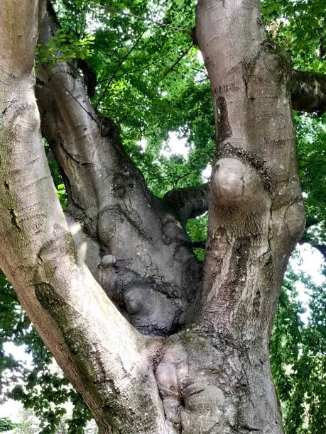 250 years old beech tree