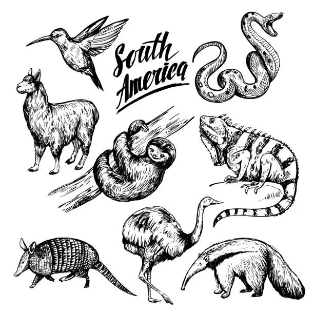 Vector illustration of Animals of South America. Hand drawn sketch illustration converted to vector. Isolated