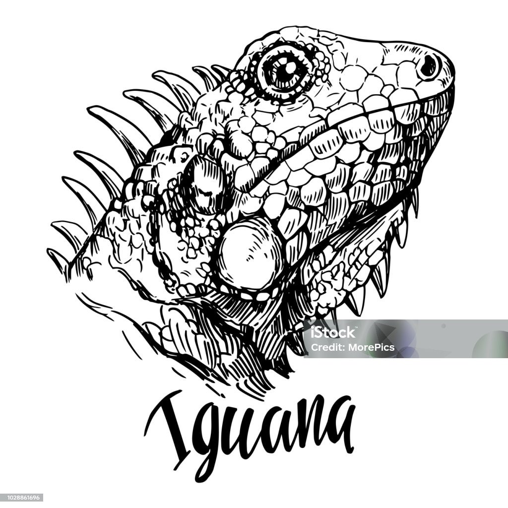 Sketch of iguana. Hand drawn illustration converted to vector Animal stock vector