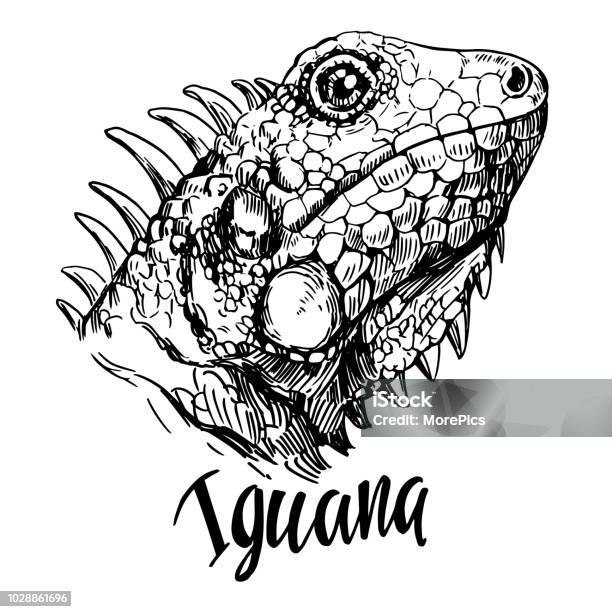 Sketch Of Iguana Hand Drawn Illustration Converted To Vector Stock Illustration - Download Image Now