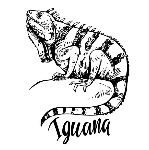 Vector illustration of Sketch of iguana. Hand drawn illustration converted to vector