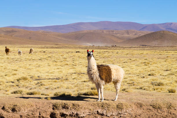 istock Bolivian llama breeding,Bolivia 1028861752