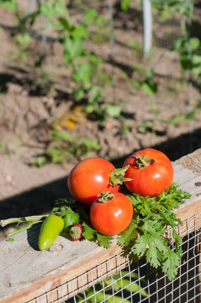 istock Fresh vegetables picked from a garden 1028866174