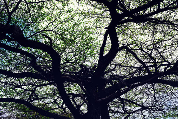 A wide-angle view looking up into the intricate canopy of a Monkeypod tree (Samanea saman) in Haleiwa, Hawai‘i. The sweeping branches form a lace-like pattern of leaves against a bright blue sky, showcasing the iconic tropical tree renowned throughout the Hawaiian Islands for its expansive umbrella-shaped crown.