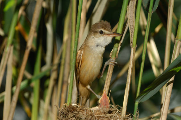 istock Great Reed Warbler at nest (Acrocephalus arundinaceus) 1028869624