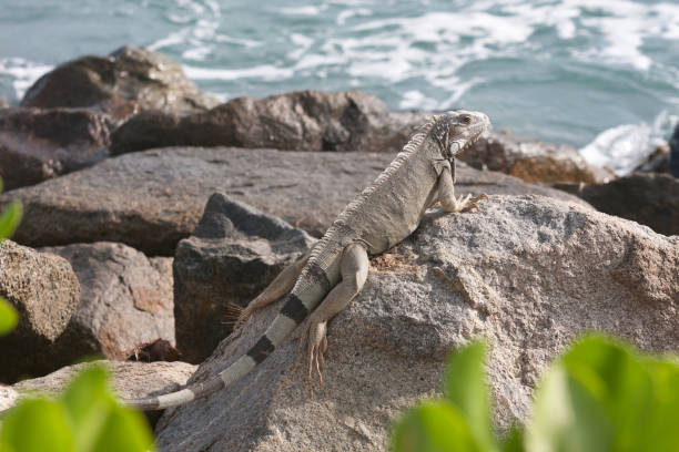 istock Leguaan zit op de rotsen van Aruba. 1028869670