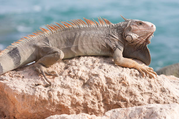 istock Leguaan zit op de rotsen van Aruba. 1028869780