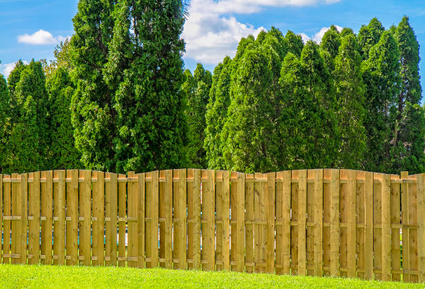 istock Golden Doodle Dog Resting on grass in summer 1028869908