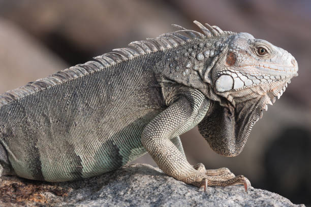 istock Leguaan zit op de rotsen van Aruba. 1028870070