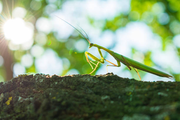 istock green mantis close-up on a tree bark in the afternoon against the sun 1028872280