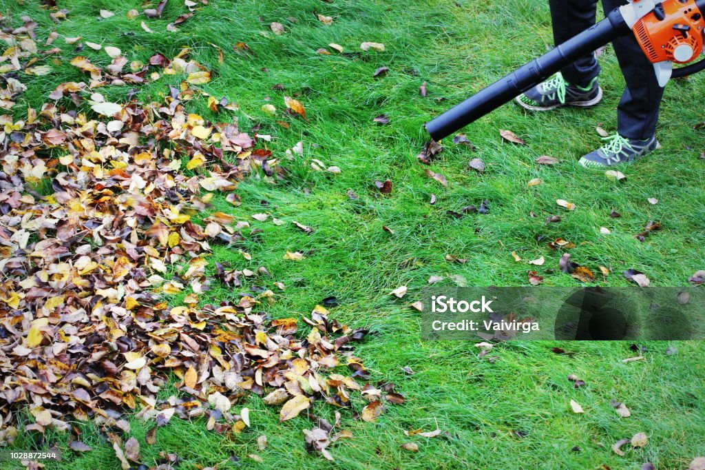 Gardener clearing up the leaves using a leaf blower tool Leaf Stock Photo