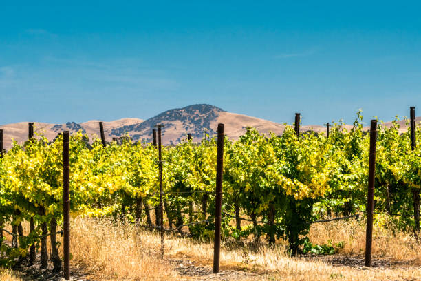 istock Sun drenched hills, wine  country growing vineyards, grapes, panoramic 1028879352