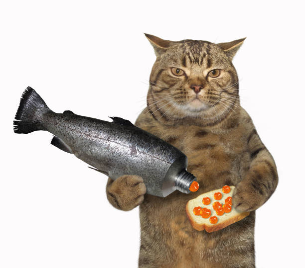 istock Cat holds a sandwich with red caviar 1028882630