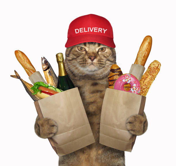 istock Cat holds grocery bags 1028882642