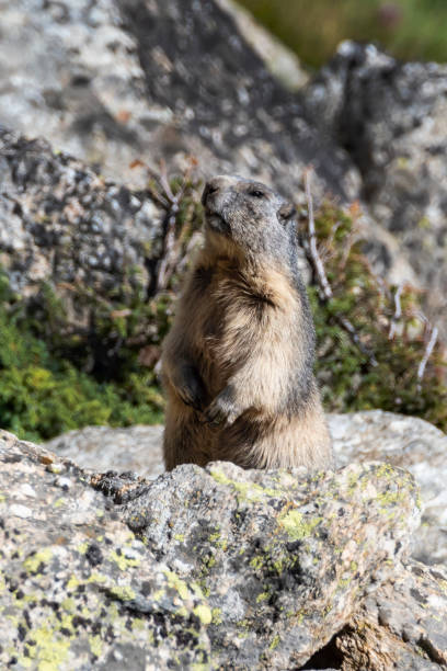 istock Marmot in the alps 1028883022