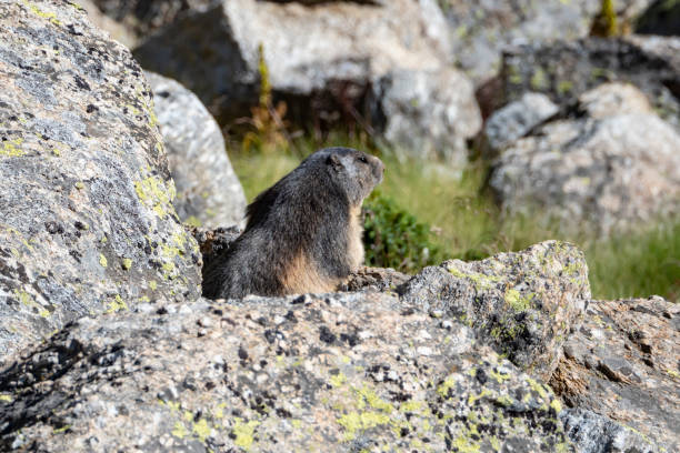 istock Marmot in the alps 1028883112