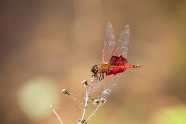 A Carolina Saddlebags dragonfly resting on a marsh plant.