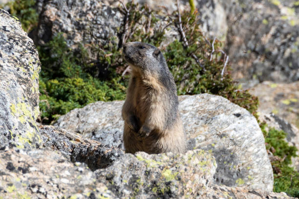 istock Marmot in the alps 1028883200