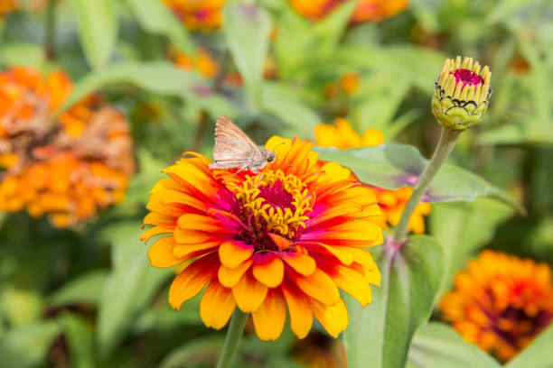 istock Skipper Butterfly On Bright Orange Flower 1028885368