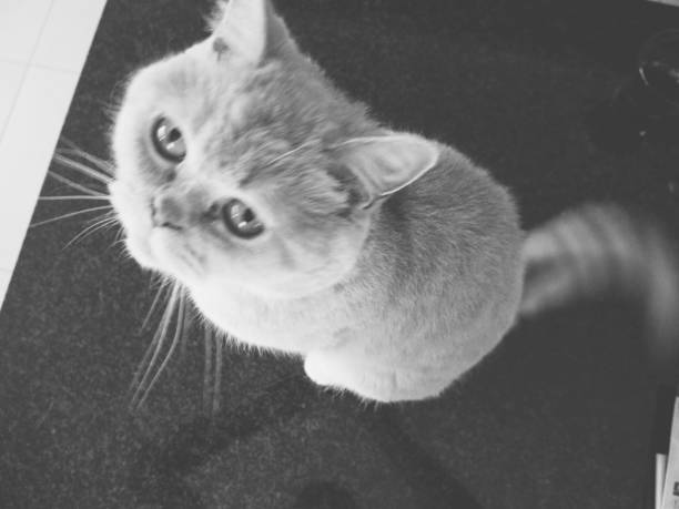 istock Lazy british shorthair pedigree cat 1028885490