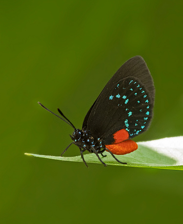 Atala Butterfly on leaf
