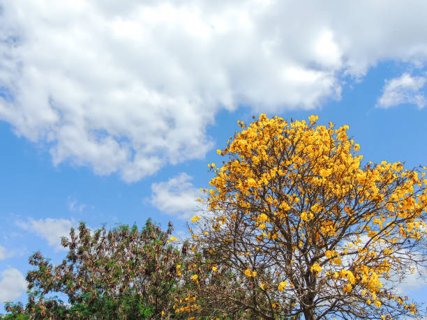istock Yellow Trumpetbush Tree and Clouds in the Sky 1028889406
