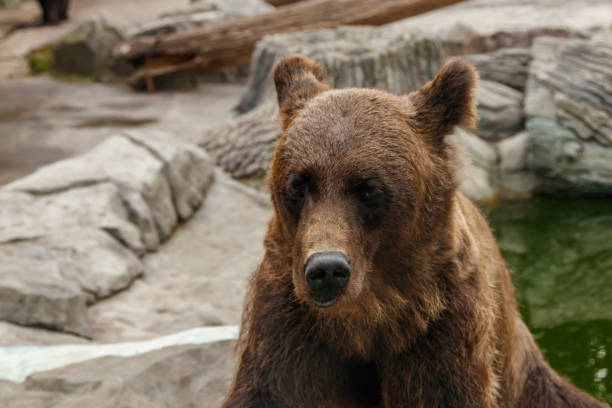 istock head of a beautiful brown bear 1028895550