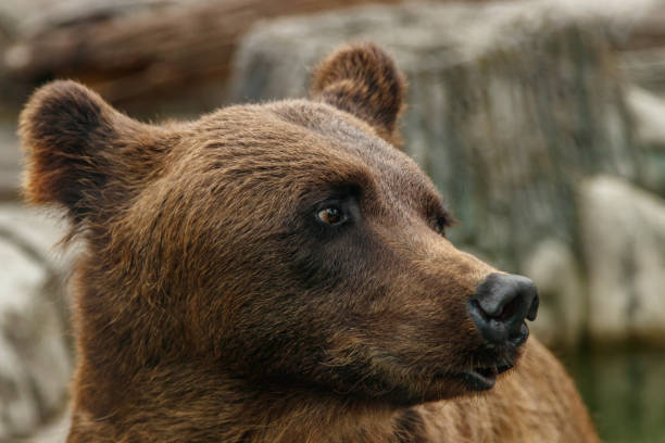 istock head of a beautiful brown bear 1028895624