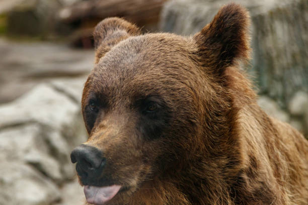istock head of a beautiful brown bear 1028895644