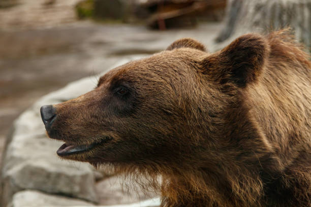 istock head of a beautiful brown bear 1028895672