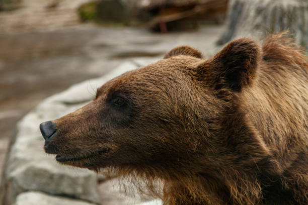 istock head of a beautiful brown bear 1028895678