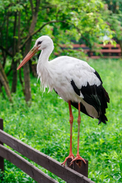 istock beautiful stork stands on a fence 1028895746