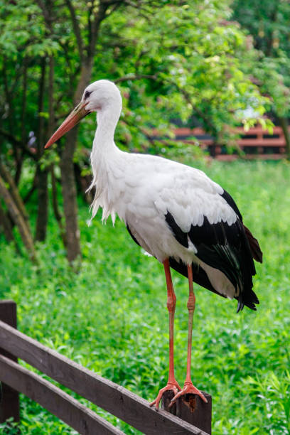 istock beautiful stork stands on a fence 1028895758