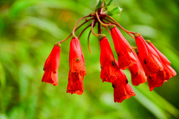 istock Vegetation from the Amazon region 1028900862
