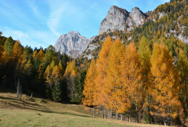 istock walking in the autumn woods 1028900966