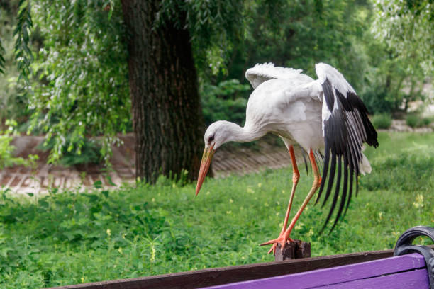 Portrait of white stork among dense vegetation in the swamp. It is backlit by warm rays of the setting sun.