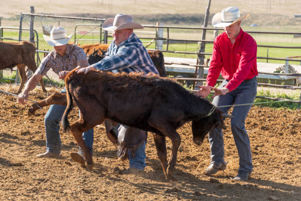 istock Cowboys rope and tie calf 1028906896