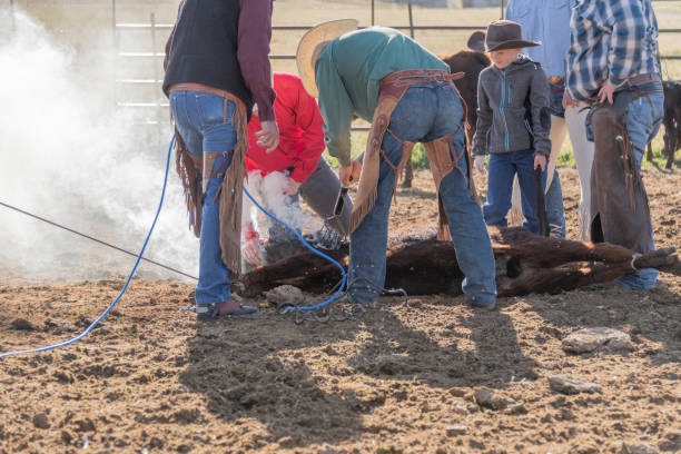 istock Cowboys livestock branding 1028907392