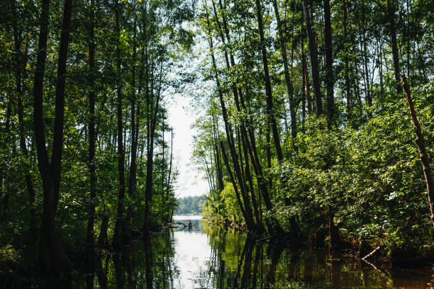 rzeka, tunel drzew, natura - river annan zdjęcia i obrazy z banku zdjęć