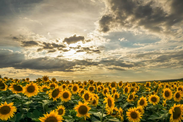 istock Sunflower field at sunset with cloudy sky in background 1028916662