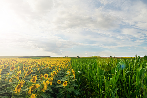 Line between sunflower and corn fields at sunset with cloudy sky in background.