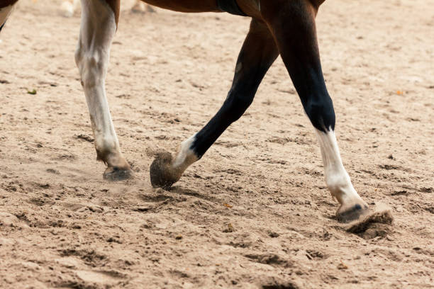 learning horseback riding. instructor teaches teen equestrian. - teaching child horseback riding horse imagens e fotografias de stock