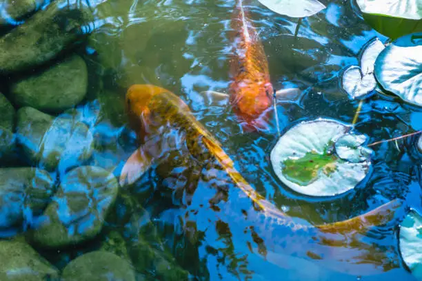 Japan Koifish Carp in Koi pond, KoiCarp in water lake