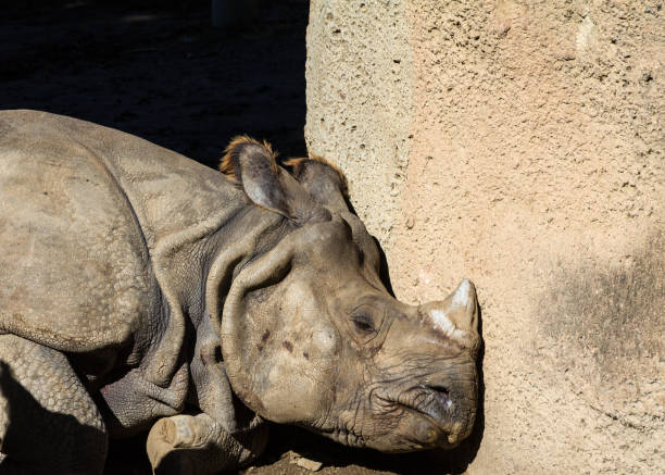 istock Tired Rhinoceros in the Sunlight 1028917482